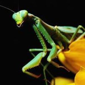 Meet your Posher, Ellen